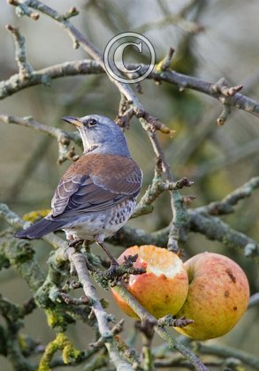 Fieldfare